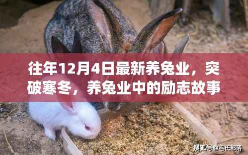 励志养兔业,突破寒冬,自信成就未来之路