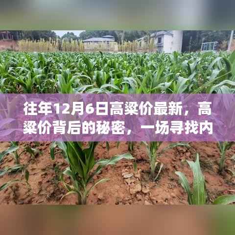 探寻高粱价背后的秘密,绿色之旅寻找内心平静的力量