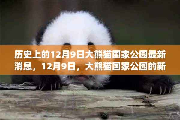 12月9日大熊猫国家公园新篇章,绿色探险之旅寻找内心平静