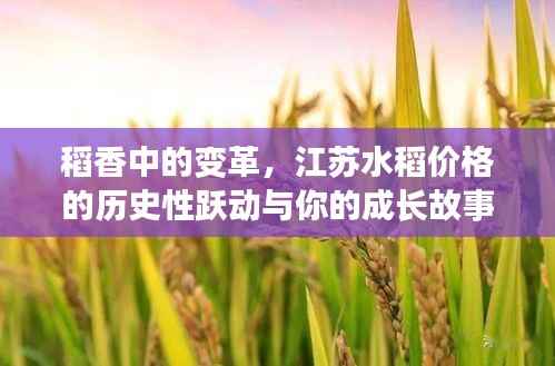 稻香变迁与江苏水稻价格的历史性跃动,成长故事揭秘