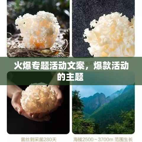 火爆专题活动文案,爆款活动的主题