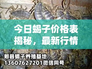 今日蝎子价格表揭秘,最新行情与影响因素分析