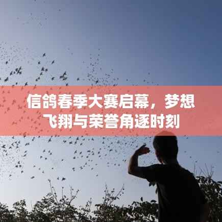 信鸽春季大赛启幕,梦想飞翔与荣誉角逐时刻