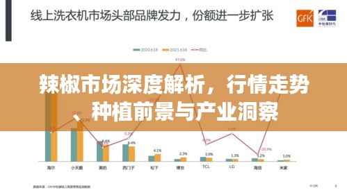 辣椒市场深度解析,行情走势、种植前景与产业洞察