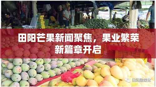 田阳芒果新闻聚焦,果业繁荣新篇章开启