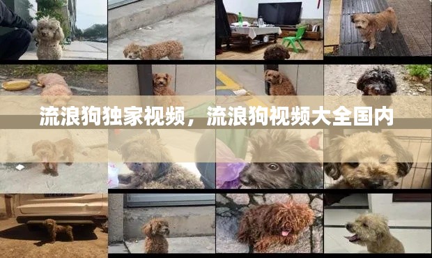 流浪狗独家视频,流浪狗视频大全国内