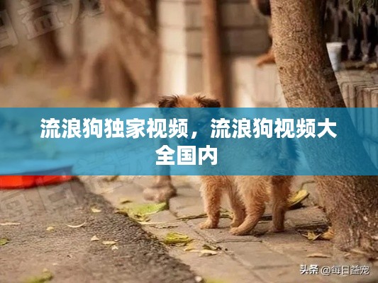 流浪狗独家视频,流浪狗视频大全国内