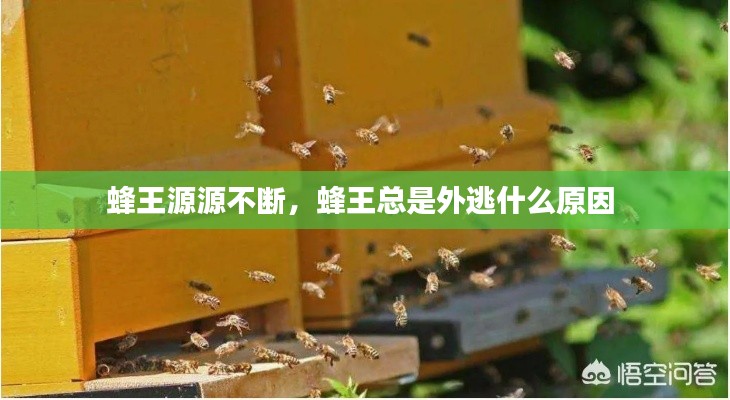 蜂王源源不断,蜂王总是外逃什么原因
