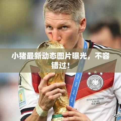 小猪最新动态图片曝光,不容错过!