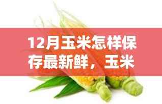 12月玉米保存秘籍,守护鲜甜时光,温馨家园的玉米情缘