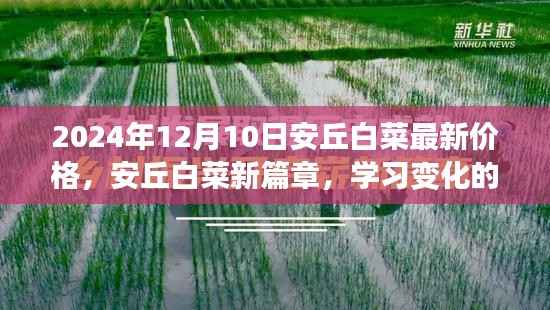 安丘白菜最新价格揭秘,学习变化的力量与白菜价格的奇妙之旅(2024年12月10日)