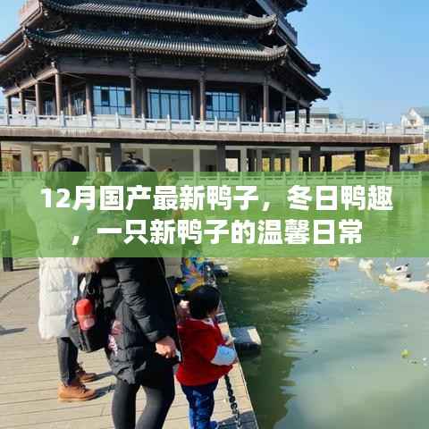 冬日新鸭温馨日常,国产最新鸭子的趣味日常
