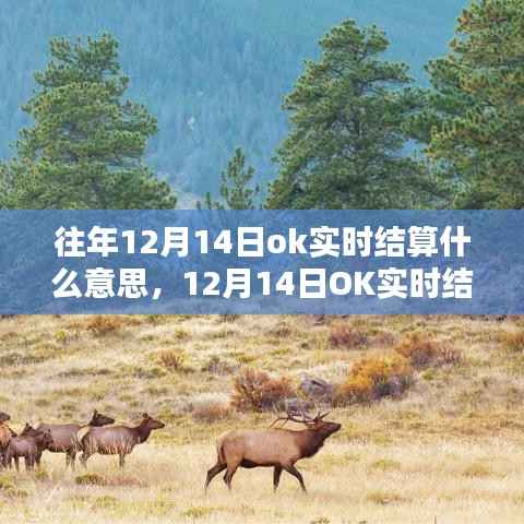 揭秘12月14日OK实时结算,与大自然共舞的日子背后的金融奥秘