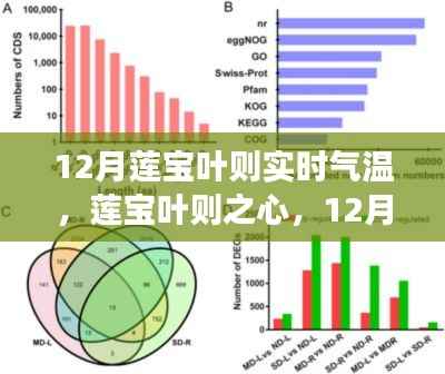 莲宝叶则之心,十二月气温下的自我超越励志之旅