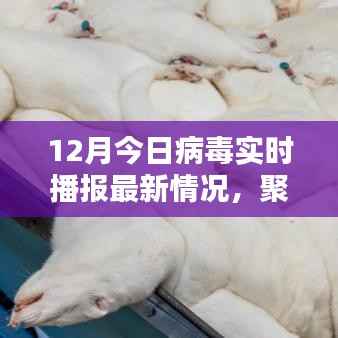 12月病毒实时播报最新情况及多元观点分析