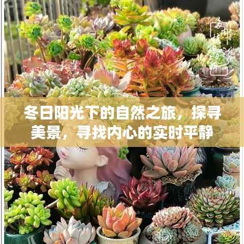 冬日暖阳下的自然探索,寻美景与内心平静的旅程