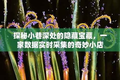 探秘小巷深处的神秘宝藏,数据实时采集的奇妙小店之旅