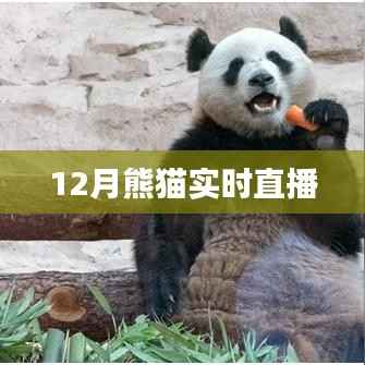 熊猫直播盛典,12月精彩实时放送