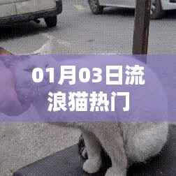 流浪猫热门话题,关注与救助,爱心行动在行动