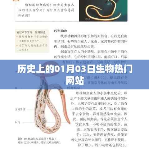 历史上的生物热门网站揭秘,一月三日回顾与展望