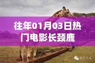 往年元旦后热门电影长颈鹿