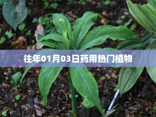 药用热门植物盘点,历年趋势解析