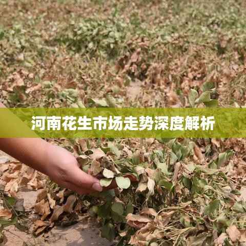 河南花生市场走势深度解析
