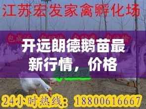 开远朗德鹅苗最新行情,价格走势揭秘