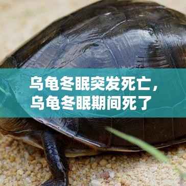 乌龟冬眠突发死亡,乌龟冬眠期间死了