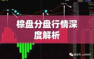 棕盘分盘行情深度解析