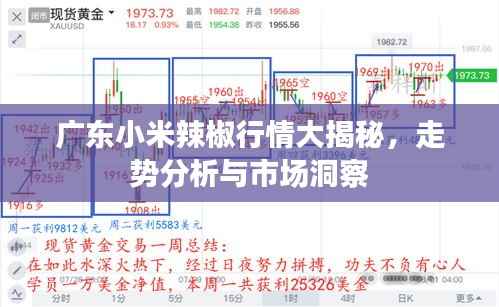 广东小米辣椒行情大揭秘,走势分析与市场洞察