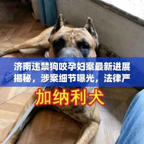 济南违禁狗咬孕妇案最新进展揭秘,涉案细节曝光,法律严惩不贷!