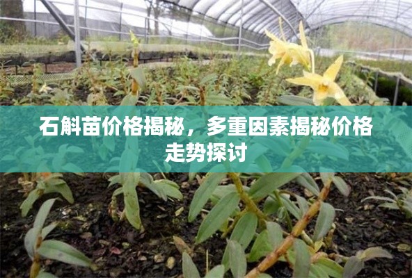 石斛苗价格揭秘,多重因素揭秘价格走势探讨