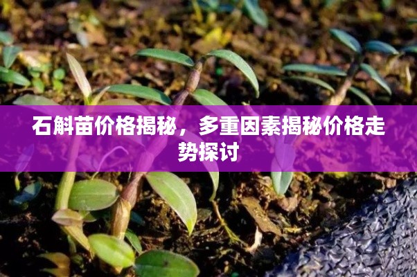 石斛苗价格揭秘,多重因素揭秘价格走势探讨