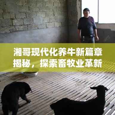 湘哥现代化养牛新篇章揭秘,探索畜牧业革新之路