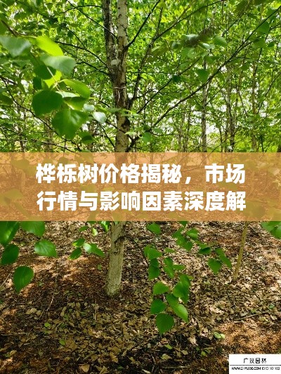 桦栎树价格揭秘,市场行情与影响因素深度解析
