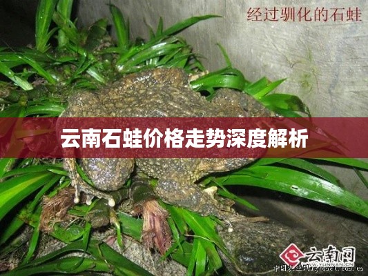 云南石蛙价格走势深度解析