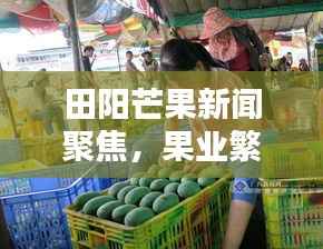田阳芒果新闻聚焦,果业繁荣新篇章开启