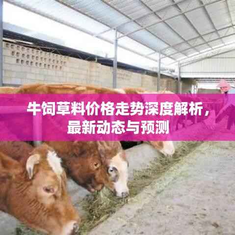 牛饲草料价格走势深度解析,最新动态与预测