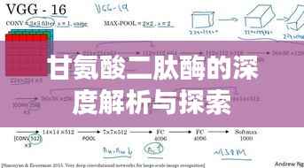 甘氨酸二肽酶的深度解析与探索
