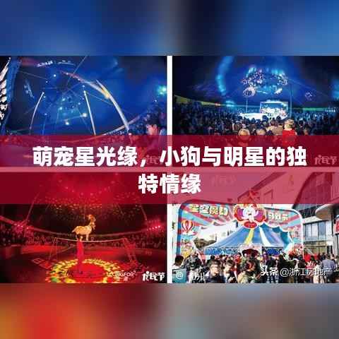 萌宠星光缘,小狗与明星的独特情缘