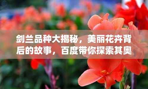 剑兰品种大揭秘,美丽花卉背后的故事,百度带你探索其奥秘!