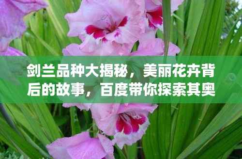 剑兰品种大揭秘,美丽花卉背后的故事,百度带你探索其奥秘!