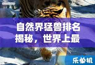 自然界猛兽排名揭秘,世界上最危险的杀人动物榜单