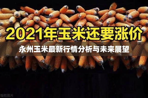永州玉米最新行情分析与未来展望