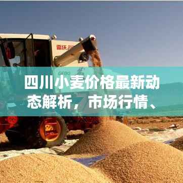 四川小麦价格最新动态解析,市场行情、趋势一网打尽!