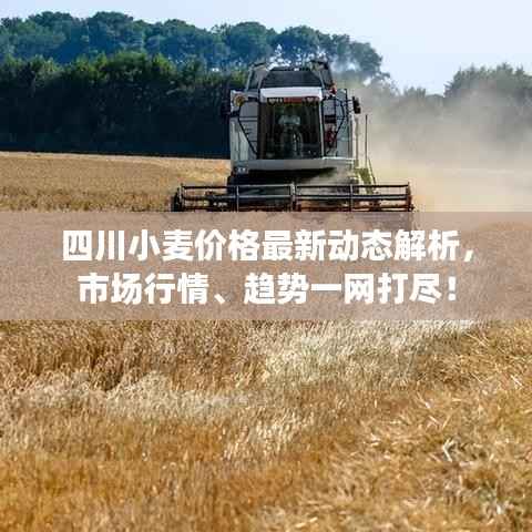四川小麦价格最新动态解析,市场行情、趋势一网打尽!