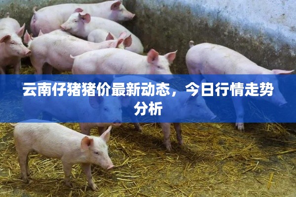 云南仔猪猪价最新动态,今日行情走势分析