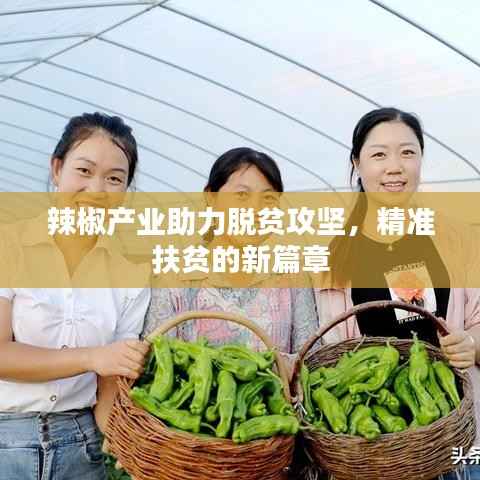 辣椒产业助力脱贫攻坚,精准扶贫的新篇章