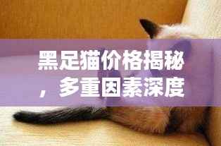 黑足猫价格揭秘,多重因素深度探讨